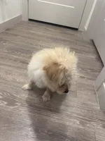 Zero, a male Maltipoo for sale in The Woodlands, TX – Photo 3 of 4