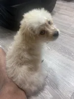 Zero, a male Maltipoo for sale in The Woodlands, TX – Photo 2 of 4