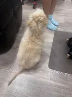 Zero, a male Maltipoo for sale in The Woodlands, TX – Photo 4 of 4