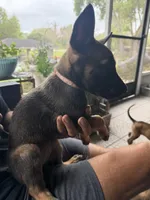 Babygurl., a female Belgian Malinois for sale in Lake Placid, FL – Photo 2 of 5