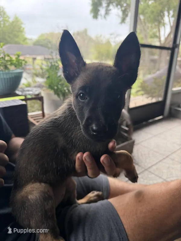 Babygurl. – Belgian Malinois puppy for sale in Lake Placid, FL