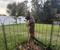 Babygurl., a female Belgian Malinois for sale in Lake Placid, FL – Photo 4 of 5