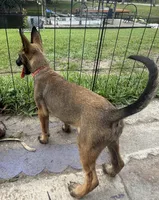 Babygurl., a female Belgian Malinois for sale in Lake Placid, FL – Photo 3 of 5