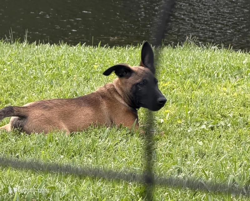 Blacky – Belgian Malinois puppy for sale in Lake Placid, FL