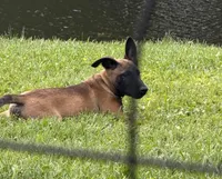 Blacky, a male Belgian Malinois for sale in Lake Placid, FL – Photo 1 of 3