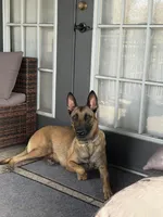 Rainna, a female Belgian Malinois for sale in Lake Placid, FL – Photo 3 of 4