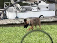 Rainna, a female Belgian Malinois for sale in Lake Placid, FL – Photo 2 of 4