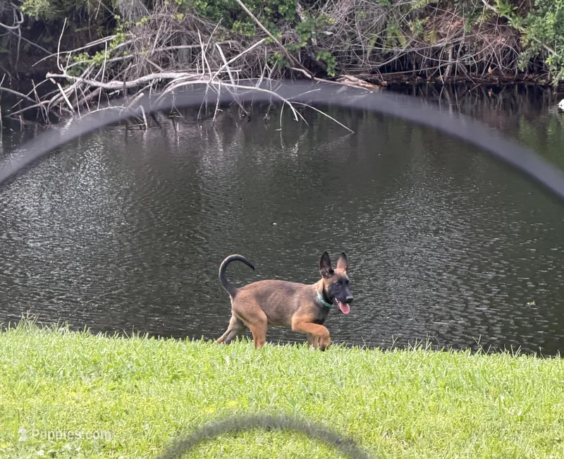 Rainna – Belgian Malinois puppy for sale in Lake Placid, FL