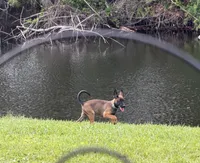 Rainna, a female Belgian Malinois for sale in Lake Placid, FL – Photo 1 of 4