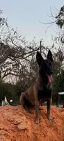 Rainna, a female Belgian Malinois for sale in Lake Placid, FL – Photo 4 of 4
