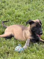 Brownie , a male Belgian Malinois for sale in Lake Placid, FL – Photo 1 of 3