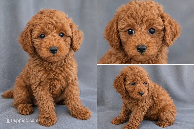 Jack – Poodle - Toy  puppy for sale in Meadow, UT