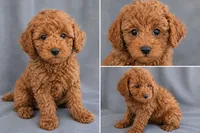 Jack, a male Poodle - Toy  for sale in Meadow, UT – 1 of 2