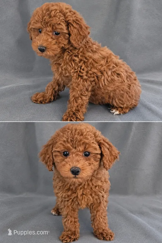 Jill – Poodle - Toy  puppy for sale in Meadow, UT