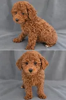Jill, a female Poodle - Toy  for sale in Meadow, UT – 1 of 1