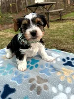 Rosco, a male Yorkshire Terrier for sale in Easley, SC – Photo 8 of 10