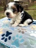 Rosco, a male Yorkshire Terrier for sale in Easley, SC – Photo 3 of 10