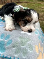 Rosco, a male Yorkshire Terrier for sale in Easley, SC – Photo 2 of 10