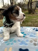 Rosco, a male Yorkshire Terrier for sale in Easley, SC – Photo 5 of 10