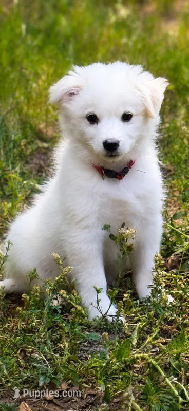 Jasper Cole. AVAILABLE NOW 🐶🐾 – American Eskimo puppy for sale in Dallas, GA