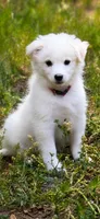 Jasper Cole. AVAILABLE NOW 🐶🐾, a male American Eskimo for sale in Dallas, GA – 1 of 9