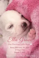 Ella Grace, a  American Eskimo for sale in Dallas, GA – Photo 7 of 8