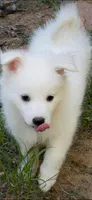 Ella Grace, a  American Eskimo for sale in Dallas, GA – Photo 8 of 8