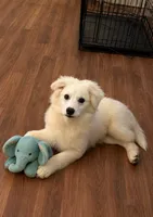 Wyatt Bo~REDUCED  ~Sweet American Eskimo Boy Ready Now., a male American Eskimo for sale in Dallas, GA – 3 of 10