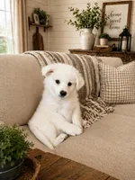 Jasper Cole, a male American Eskimo for sale in Dallas, GA – Photo 1 of 10