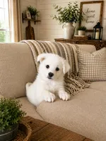 Jasper Cole, a male American Eskimo for sale in Dallas, GA – Photo 3 of 10