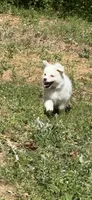 Jasper Cole, a male American Eskimo for sale in Dallas, GA – Photo 9 of 10