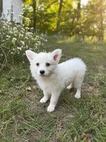 Ella Grace, a female American Eskimo for sale in Dallas, GA – Photo 2 of 5