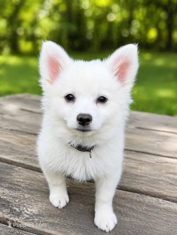 Shelby Lynn – American Eskimo puppy for sale in Dallas, GA