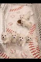 Shelby Lynn, a female American Eskimo for sale in Dallas, GA – Photo 6 of 6