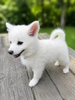 Shelby Lynn, a female American Eskimo for sale in Dallas, GA – Photo 3 of 6