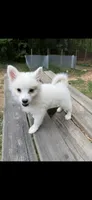 Shelby Lynn, a female American Eskimo for sale in Dallas, GA – Photo 2 of 6