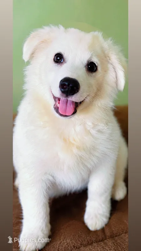 Finn ~ AVAILABLE NOW ~ SWEET AS SUGAR – American Eskimo puppy for sale in Dallas, GA