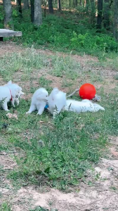 Finn ~ AVAILABLE NOW ~ SWEET AS SUGAR, a male American Eskimo for sale in Dallas, GA – 8 of 8