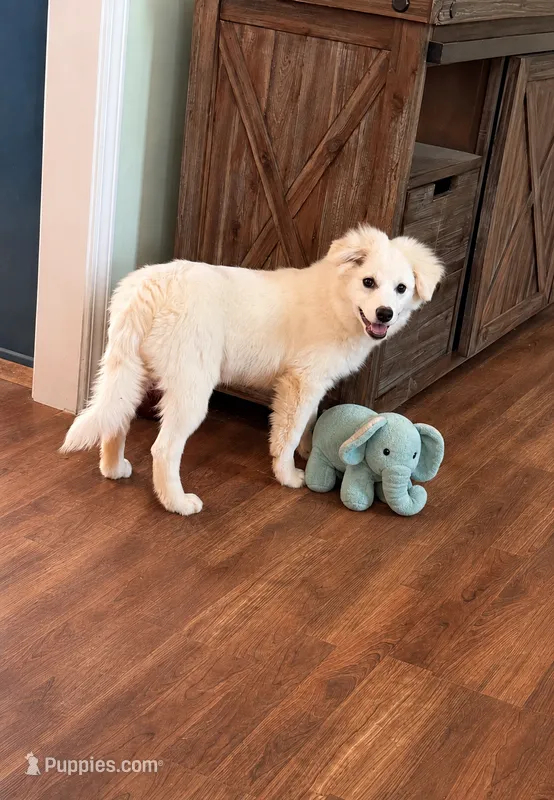 Wyatt Bo~REDUCED  ~Sweet American Eskimo Boy Ready Now. – American Eskimo puppy for sale in Dallas, GA