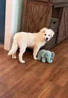 Wyatt Bo~REDUCED  ~Sweet American Eskimo Boy Ready Now., a male American Eskimo for sale in Dallas, GA – 1 of 10