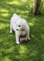 Finn, a male American Eskimo for sale in Dallas, GA – Photo 3 of 6