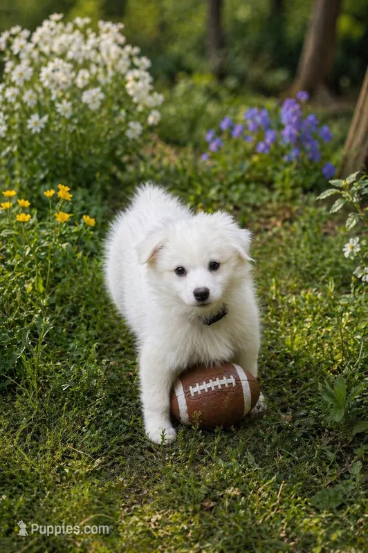 Finn – American Eskimo puppy for sale in Dallas, GA