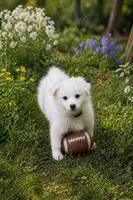 Finn, a male American Eskimo for sale in Dallas, GA – Photo 1 of 6