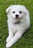 Finn, a male American Eskimo for sale in Dallas, GA – Photo 2 of 6