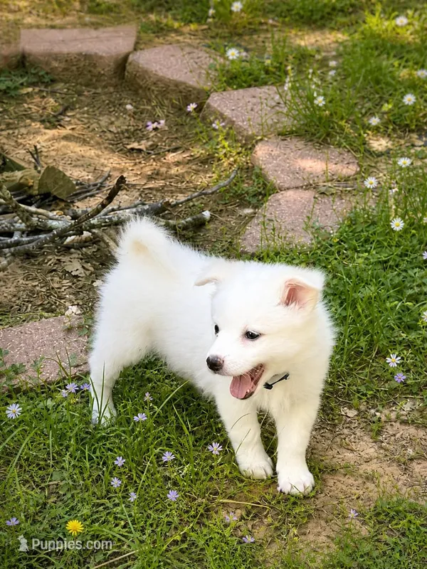 River (Pure bred)   READY NOW. 🐶🐾 – American Eskimo puppy for sale in Dallas, GA
