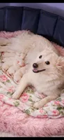 River (Pure bred)   READY NOW. 🐶🐾, a male American Eskimo for sale in Dallas, GA – Photo 7 of 10