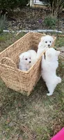 River (Pure bred)   READY NOW. 🐶🐾, a male American Eskimo for sale in Dallas, GA – Photo 10 of 10