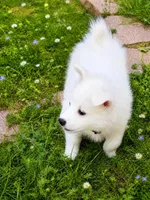 River (Pure bred)   READY NOW. 🐶🐾, a male American Eskimo for sale in Dallas, GA – Photo 2 of 10