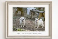 Wyatt~ (PURE BRED). READY NOW, a male American Eskimo for sale in Dallas, GA – Photo 4 of 9