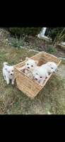 Wyatt~ (PURE BRED). READY NOW, a male American Eskimo for sale in Dallas, GA – Photo 8 of 9